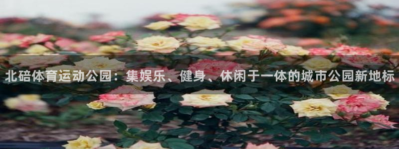 杏运4平台注册